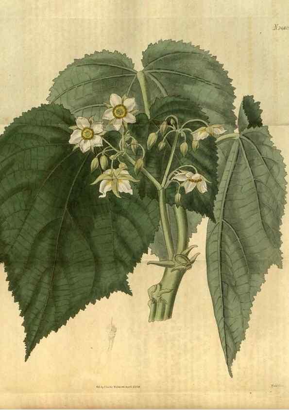 Reproducción/Reproduction 34403466754: Curtis's botanical magazine.. London ; New York [etc.] :Academic Press [etc.]