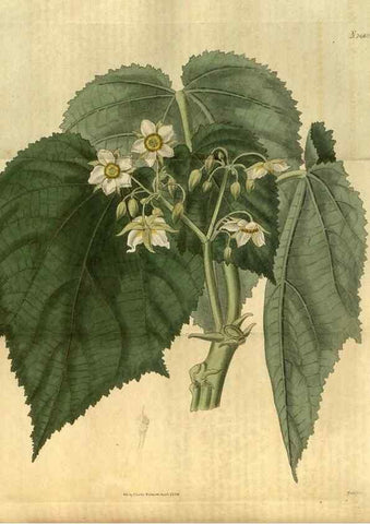 Reproducción/Reproduction 34403466754: Curtis's botanical magazine.. London ; New York [etc.] :Academic Press [etc.]