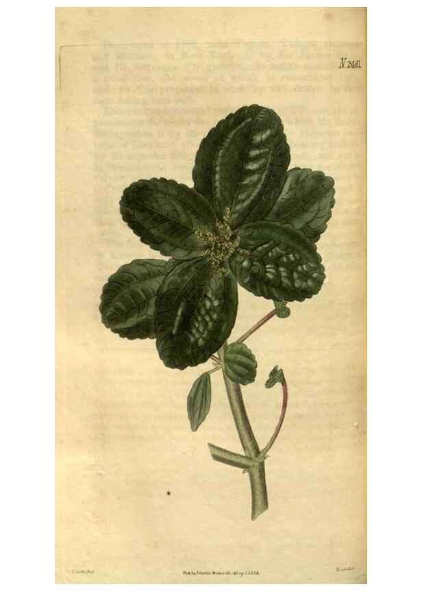 Reproducción/Reproduction 34403468734: Curtis's botanical magazine.. London ; New York [etc.] :Academic Press [etc.]