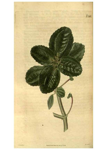 Reproducción/Reproduction 34403468734: Curtis's botanical magazine.. London ; New York [etc.] :Academic Press [etc.]