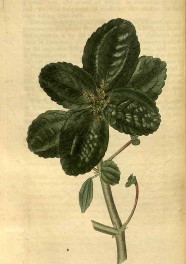 Reproducción/Reproduction 34403468734: Curtis's botanical magazine.. London ; New York [etc.] :Academic Press [etc.]
