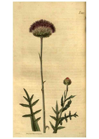 Reproducción/Reproduction 34438409683: Curtis's botanical magazine.. London ; New York [etc.] :Academic Press [etc.]
