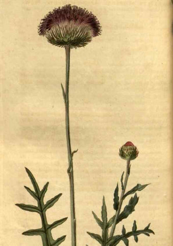 Reproducción/Reproduction 34438409683: Curtis's botanical magazine.. London ; New York [etc.] :Academic Press [etc.]