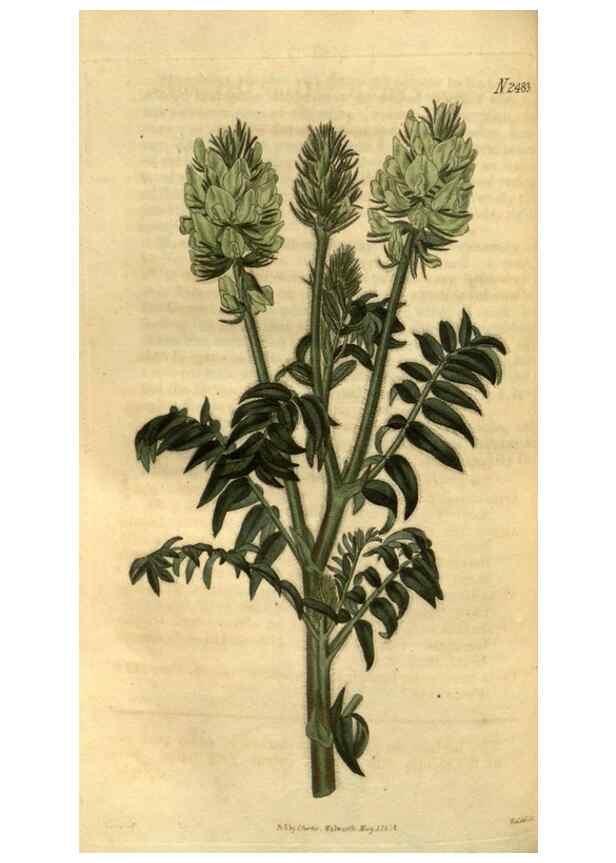 Reproducción/Reproduction 35117661201: Curtis's botanical magazine.. London ; New York [etc.] :Academic Press [etc.]
