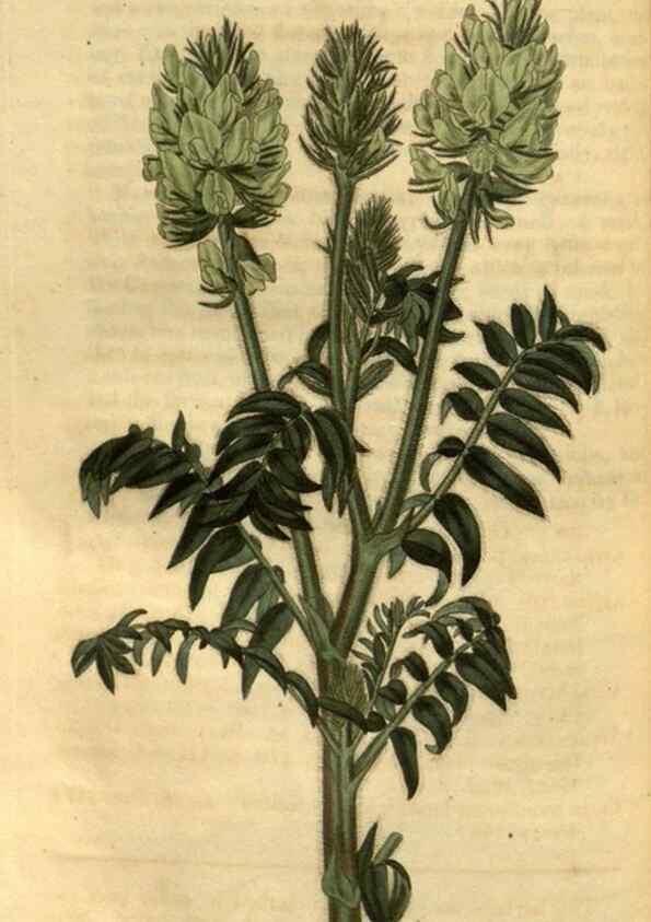 Reproducción/Reproduction 35117661201: Curtis's botanical magazine.. London ; New York [etc.] :Academic Press [etc.]
