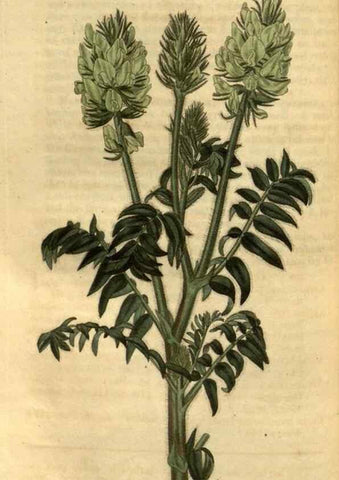 Reproducción/Reproduction 35117661201: Curtis's botanical magazine.. London ; New York [etc.] :Academic Press [etc.]
