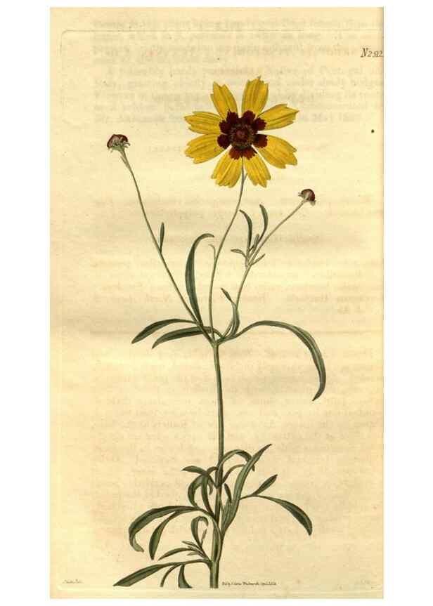 Reproducción/Reproduction 35247473595: Curtis's botanical magazine.. London ; New York [etc.] :Academic Press [etc.]