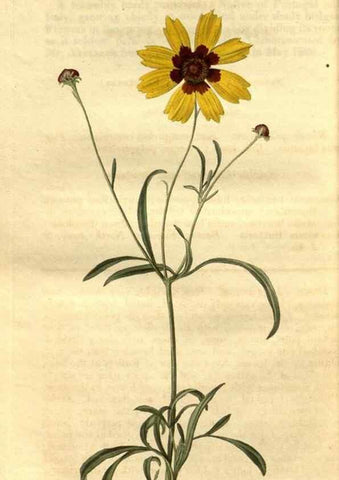 Reproducción/Reproduction 35247473595: Curtis's botanical magazine.. London ; New York [etc.] :Academic Press [etc.]