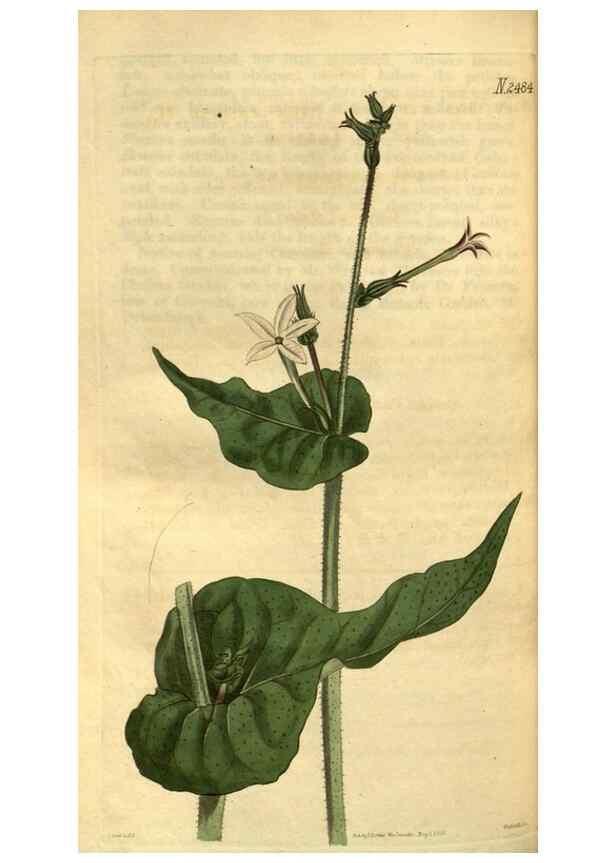 Reproducción/Reproduction 35117663051: Curtis's botanical magazine.. London ; New York [etc.] :Academic Press [etc.]