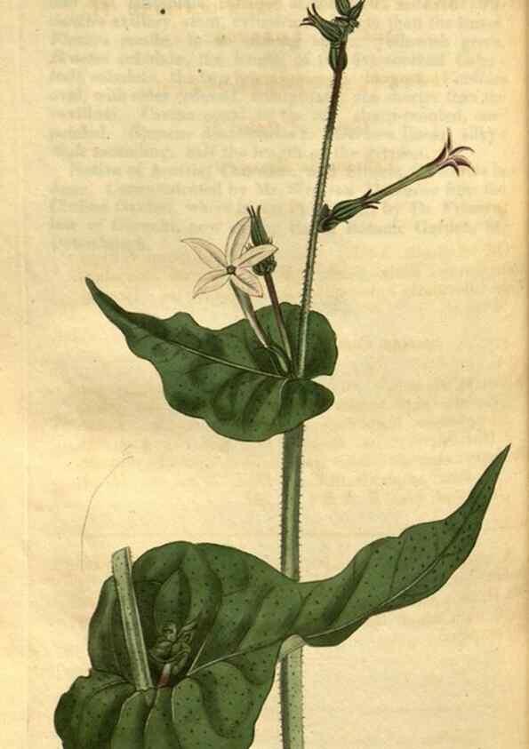 Reproducción/Reproduction 35117663051: Curtis's botanical magazine.. London ; New York [etc.] :Academic Press [etc.]
