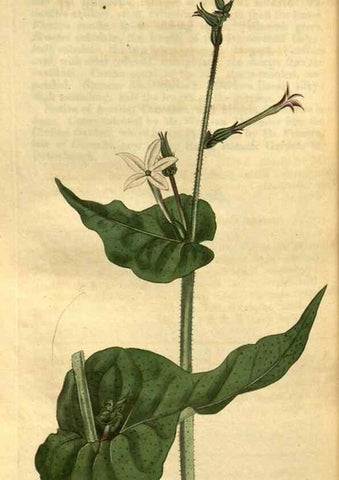 Reproducción/Reproduction 35117663051: Curtis's botanical magazine.. London ; New York [etc.] :Academic Press [etc.]