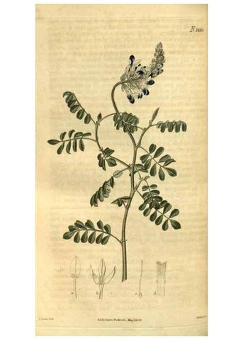 Reproducción/Reproduction 34438424003: Curtis's botanical magazine.. London ; New York [etc.] :Academic Press [etc.]