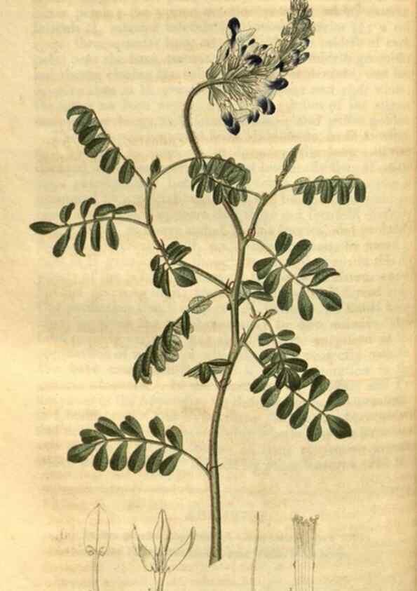 Reproducción/Reproduction 34438424003: Curtis's botanical magazine.. London ; New York [etc.] :Academic Press [etc.]