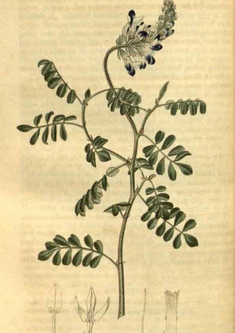 Reproducción/Reproduction 34438424003: Curtis's botanical magazine.. London ; New York [etc.] :Academic Press [etc.]