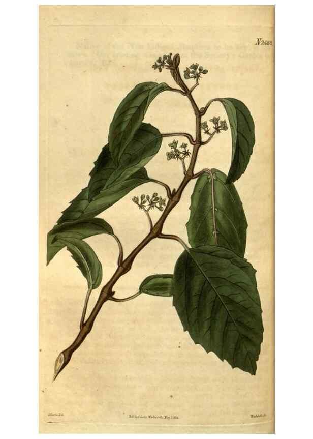 Reproducción/Reproduction 34403484024: Curtis's botanical magazine.. London ; New York [etc.] :Academic Press [etc.]
