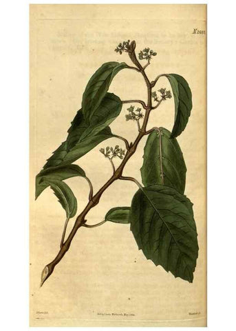 Reproducción/Reproduction 34403484024: Curtis's botanical magazine.. London ; New York [etc.] :Academic Press [etc.]