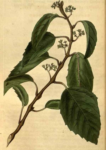 Reproducción/Reproduction 34403484024: Curtis's botanical magazine.. London ; New York [etc.] :Academic Press [etc.]