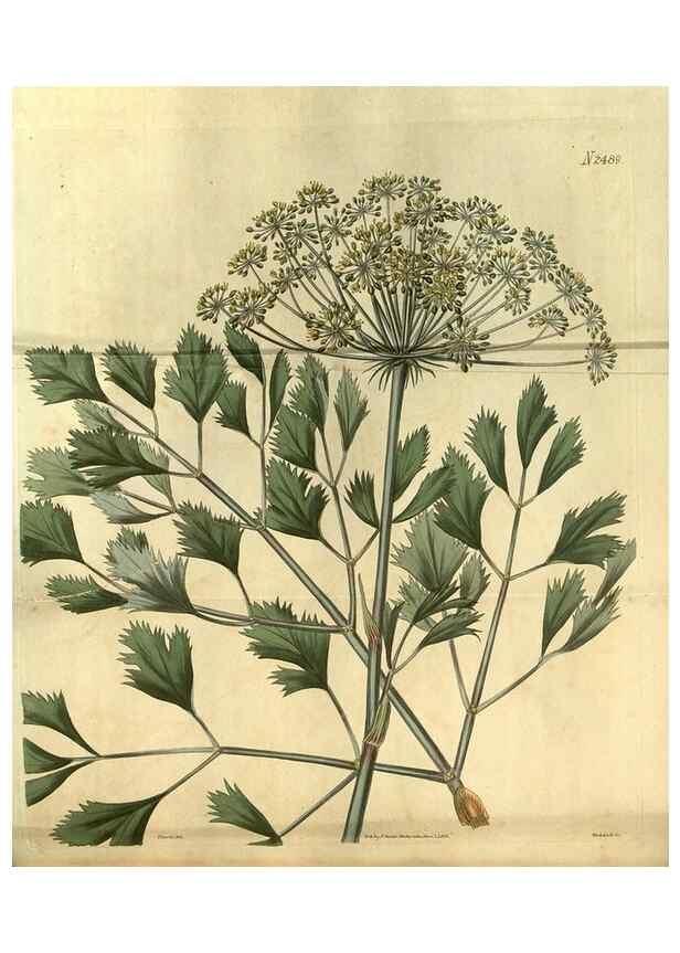 Reproducción/Reproduction 34403485984: Curtis's botanical magazine.. London ; New York [etc.] :Academic Press [etc.]