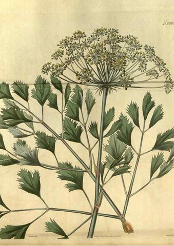 Reproducción/Reproduction 34403485984: Curtis's botanical magazine.. London ; New York [etc.] :Academic Press [etc.]