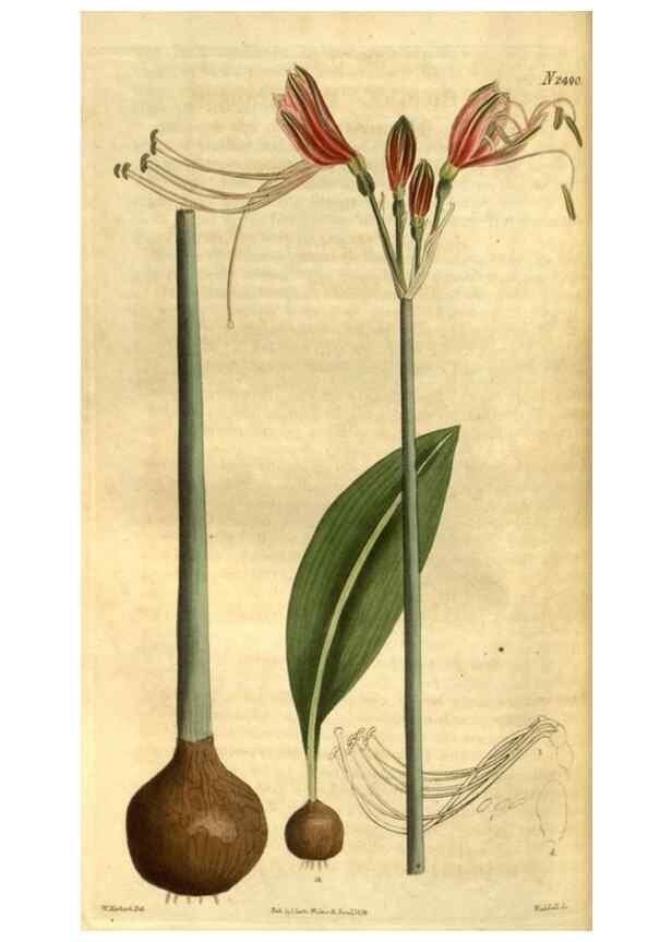 Reproducción/Reproduction 34403488174: Curtis's botanical magazine.. London ; New York [etc.] :Academic Press [etc.]