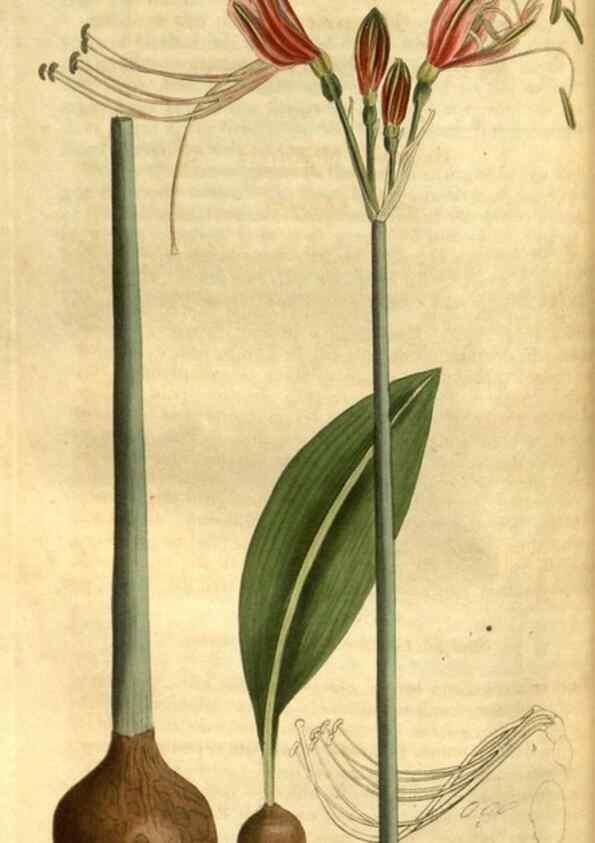 Reproducción/Reproduction 34403488174: Curtis's botanical magazine.. London ; New York [etc.] :Academic Press [etc.]