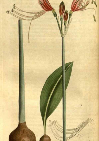 Reproducción/Reproduction 34403488174: Curtis's botanical magazine.. London ; New York [etc.] :Academic Press [etc.]