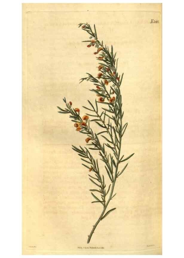 Reproducción/Reproduction 34860410270: Curtis's botanical magazine.. London ; New York [etc.] :Academic Press [etc.]