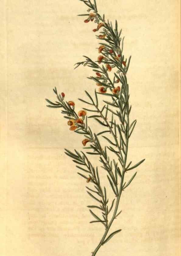 Reproducción/Reproduction 34860410270: Curtis's botanical magazine.. London ; New York [etc.] :Academic Press [etc.]