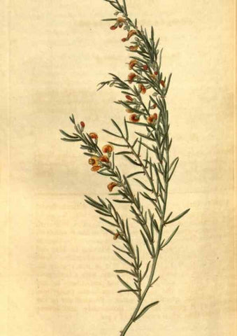 Reproducción/Reproduction 34860410270: Curtis's botanical magazine.. London ; New York [etc.] :Academic Press [etc.]