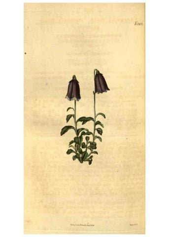 Reproducción/Reproduction 34860412020: Curtis's botanical magazine.. London ; New York [etc.] :Academic Press [etc.]