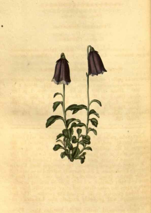Reproducción/Reproduction 34860412020: Curtis's botanical magazine.. London ; New York [etc.] :Academic Press [etc.]