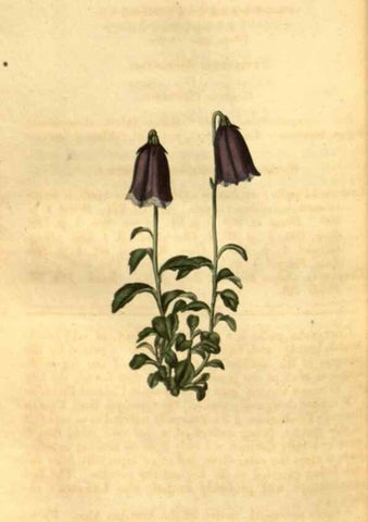 Reproducción/Reproduction 34860412020: Curtis's botanical magazine.. London ; New York [etc.] :Academic Press [etc.]