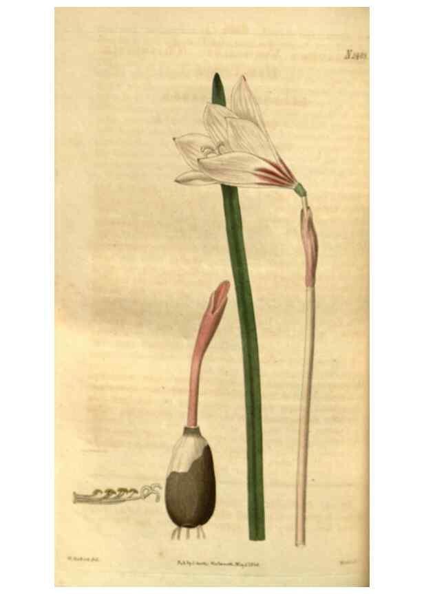 Reproducción/Reproduction 34860396100: Curtis's botanical magazine.. London ; New York [etc.] :Academic Press [etc.]