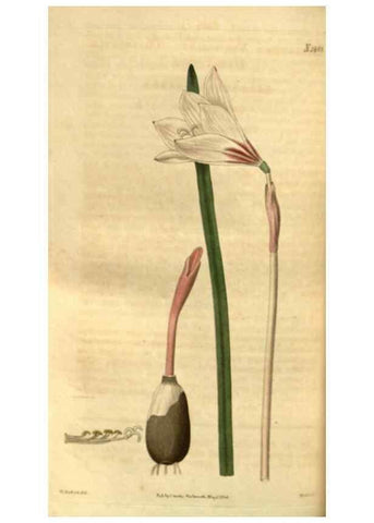 Reproducción/Reproduction 34860396100: Curtis's botanical magazine.. London ; New York [etc.] :Academic Press [etc.]