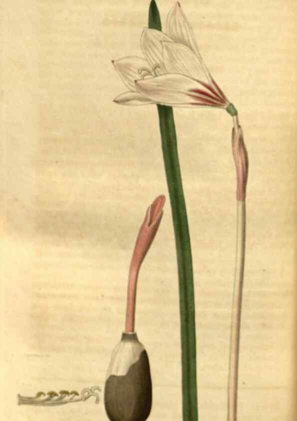 Reproducción/Reproduction 34860396100: Curtis's botanical magazine.. London ; New York [etc.] :Academic Press [etc.]