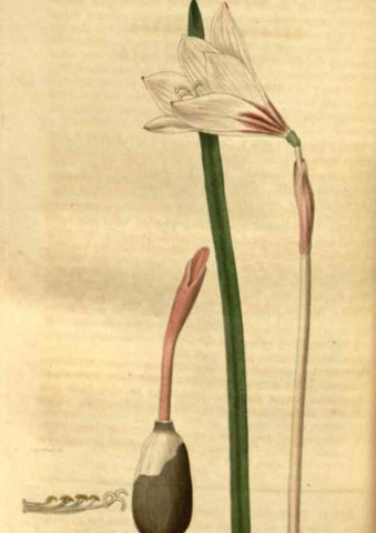 Reproducción/Reproduction 34860396100: Curtis's botanical magazine.. London ; New York [etc.] :Academic Press [etc.]
