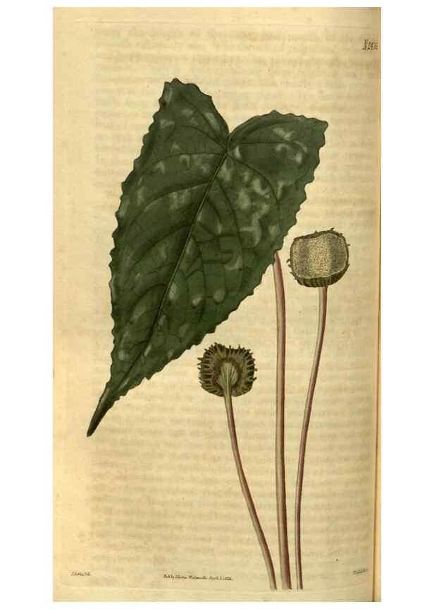 Reproducción/Reproduction 34860375550: Curtis's botanical magazine.. London ; New York [etc.] :Academic Press [etc.]