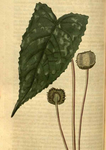 Reproducción/Reproduction 34860375550: Curtis's botanical magazine.. London ; New York [etc.] :Academic Press [etc.]
