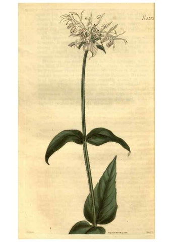 Reproducción/Reproduction 35247476955: Curtis's botanical magazine.. London ; New York [etc.] :Academic Press [etc.]