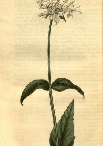 Reproducción/Reproduction 35247476955: Curtis's botanical magazine.. London ; New York [etc.] :Academic Press [etc.]