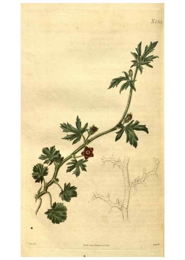 Reproducción/Reproduction 35247483995: Curtis's botanical magazine.. London ; New York [etc.] :Academic Press [etc.]