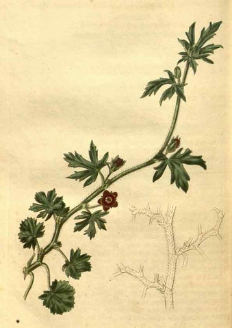 Reproducción/Reproduction 35247483995: Curtis's botanical magazine.. London ; New York [etc.] :Academic Press [etc.]