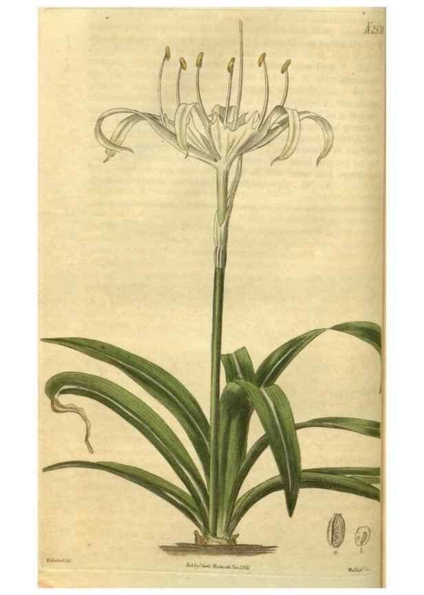 Reproducción/Reproduction 34860593080: Curtis's botanical magazine.. London ; New York [etc.] :Academic Press [etc.]