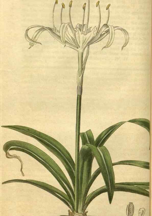Reproducción/Reproduction 34860593080: Curtis's botanical magazine.. London ; New York [etc.] :Academic Press [etc.]