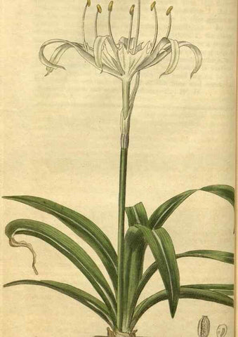 Reproducción/Reproduction 34860593080: Curtis's botanical magazine.. London ; New York [etc.] :Academic Press [etc.]