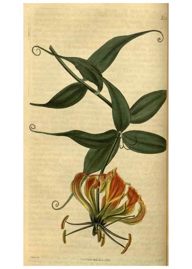 Reproducción/Reproduction 34860597290: Curtis's botanical magazine.. London ; New York [etc.] :Academic Press [etc.]