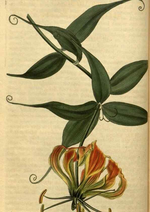 Reproducción/Reproduction 34860597290: Curtis's botanical magazine.. London ; New York [etc.] :Academic Press [etc.]