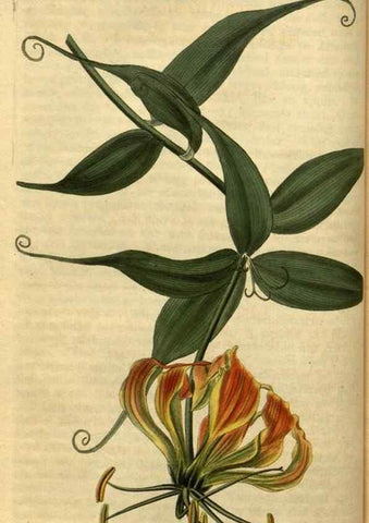 Reproducción/Reproduction 34860597290: Curtis's botanical magazine.. London ; New York [etc.] :Academic Press [etc.]
