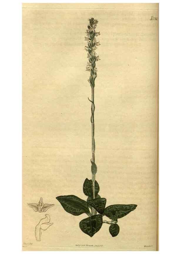 Reproducción/Reproduction 34860599940: Curtis's botanical magazine.. London ; New York [etc.] :Academic Press [etc.]