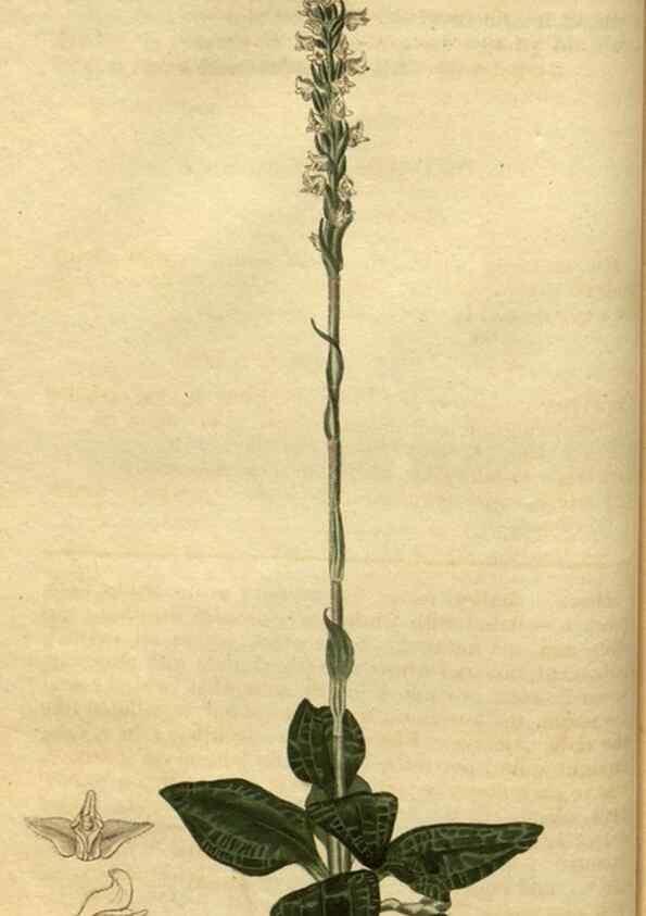 Reproducción/Reproduction 34860599940: Curtis's botanical magazine.. London ; New York [etc.] :Academic Press [etc.]